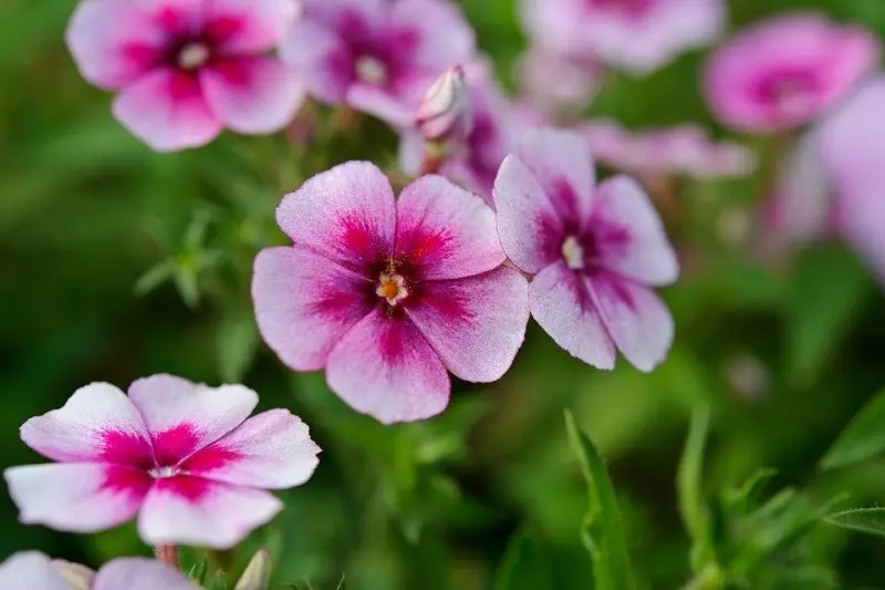 Einjähriger Phlox (Phlox drummondii)