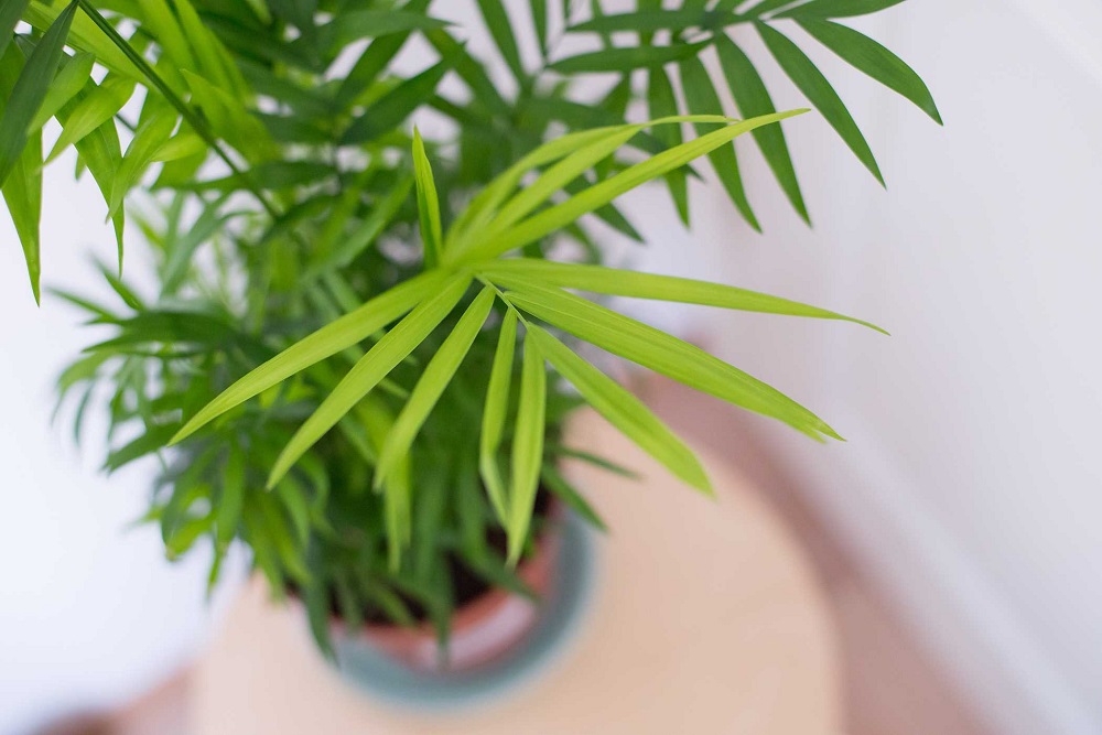 Parlour palm and other short indoor palm trees