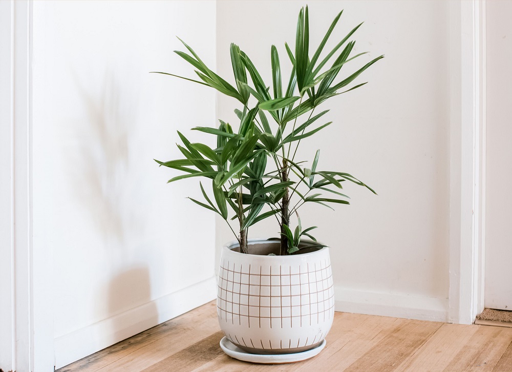 Potted lady palm