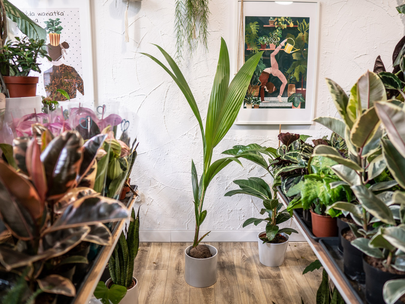 Coconut tree - potted palm trees