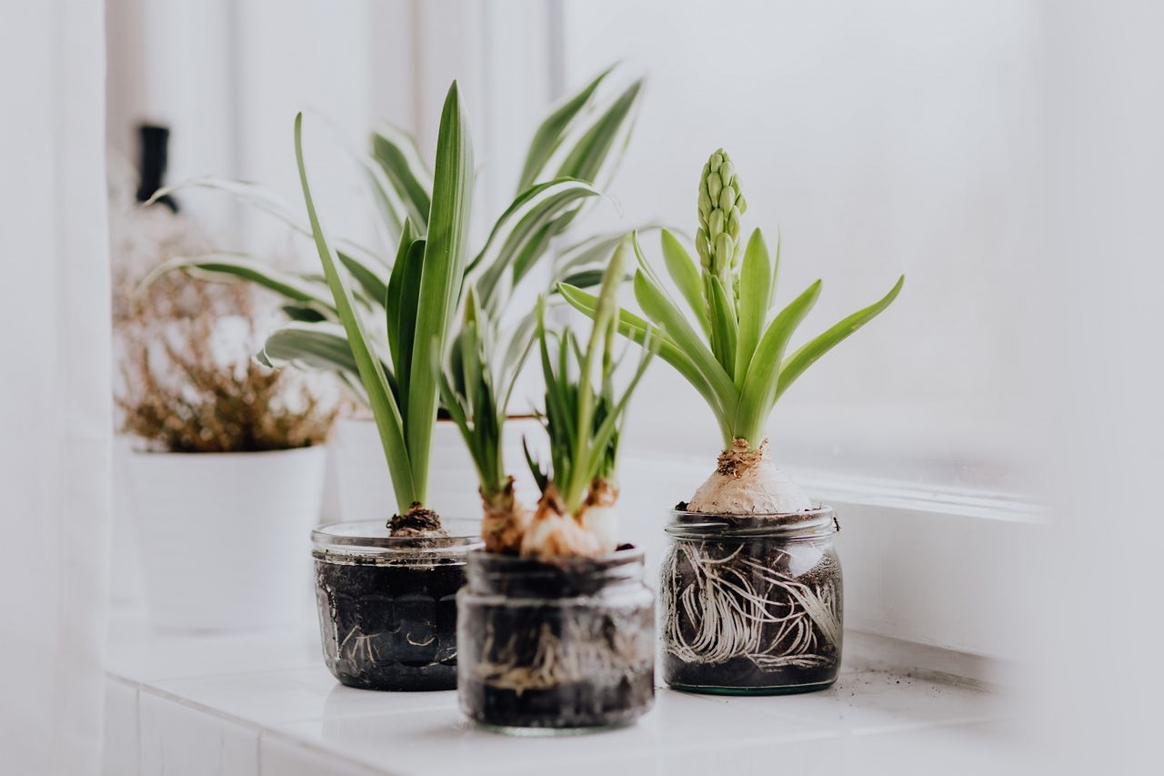 Palmiers en pot - que savoir avant d'acheter ?