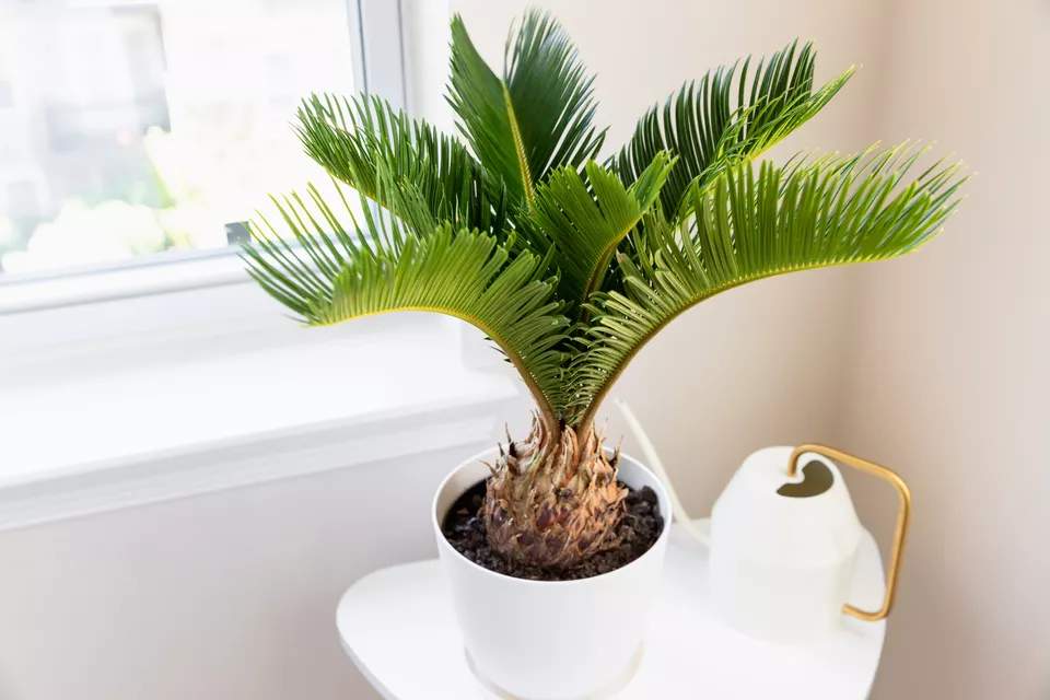 Plantes de Palmiers - 3 Palmier d'Intérieur Populaires que Vous allez Adorer