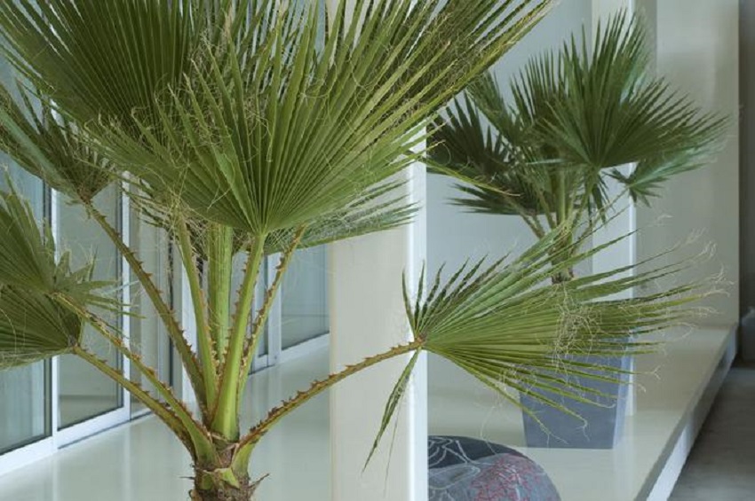 Palmera de interior: una planta de interior atemporal