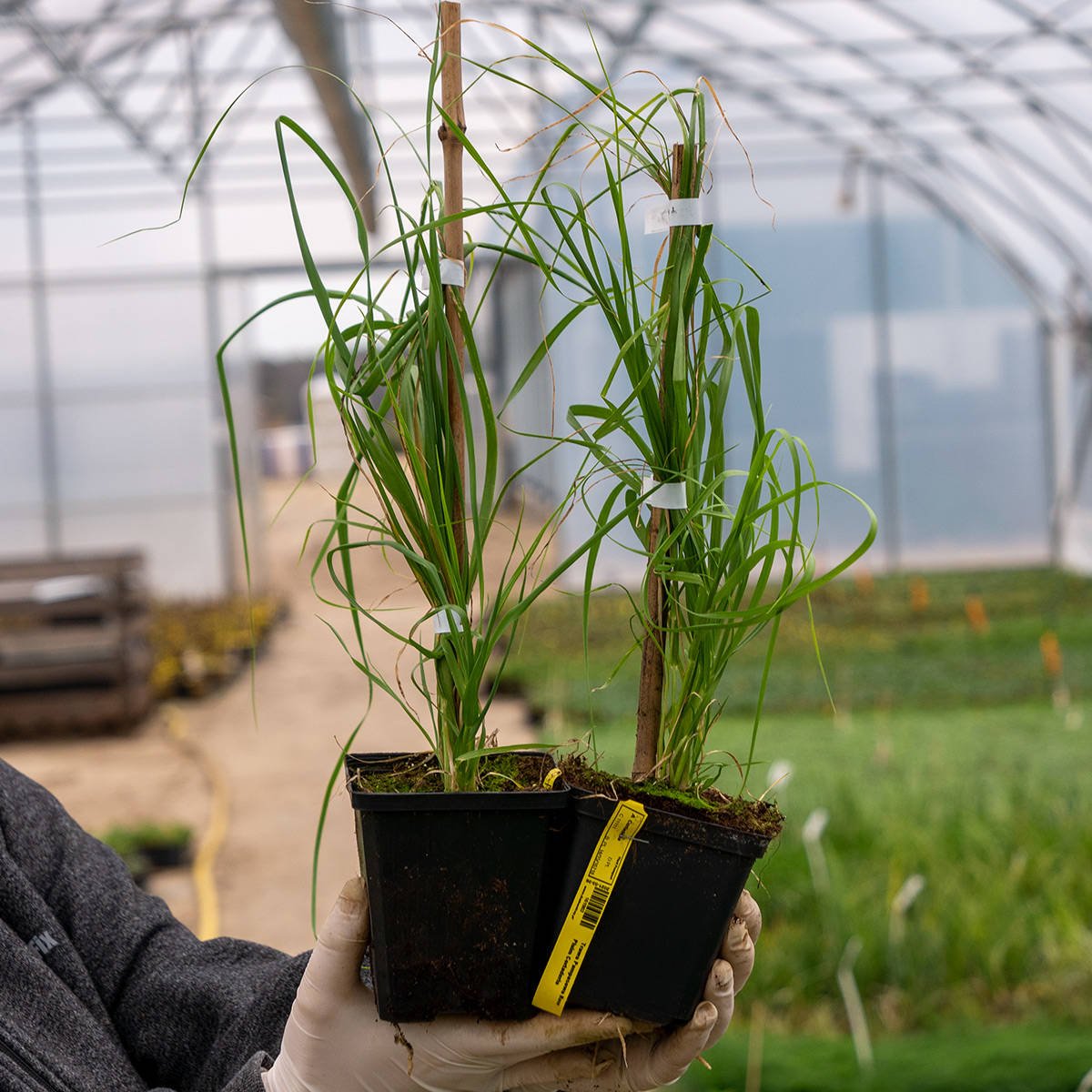 Where to buy pampas grass?