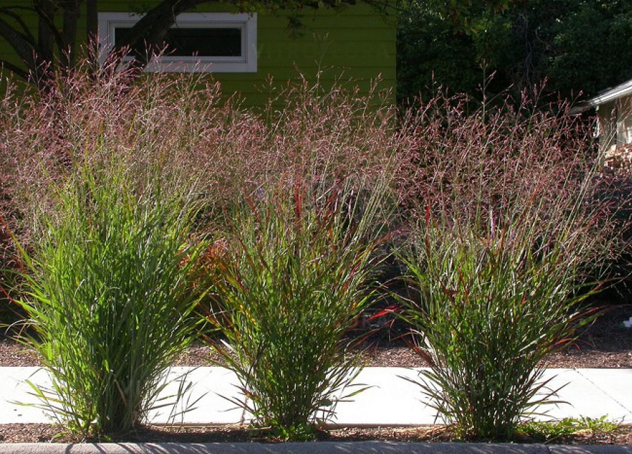 Switchgrass (Panicum virgatum)