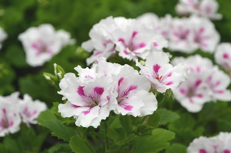 Pelargonium regale - che tipo di pianta è?