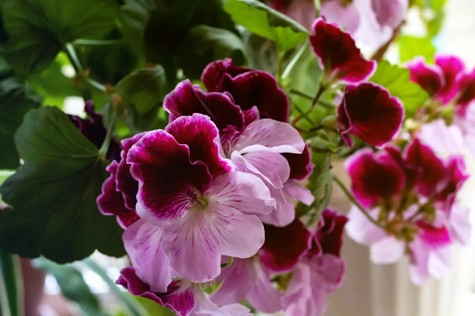 Guía de Cuidados Básicos del Geranio Regio - Pelargonium Grandiflorum