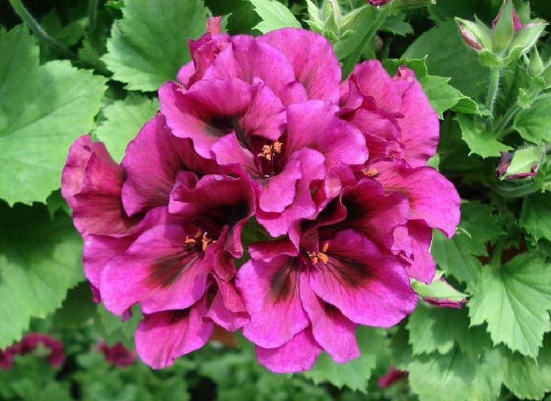 Pelargonio regio - cuidados básicos de la planta