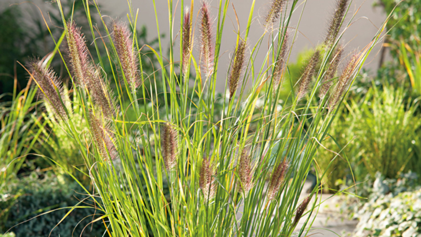 Césped de fuente cola de zorro (Pennisetum alopecuroides)