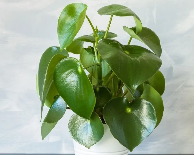 Peperomia - diverses espèces