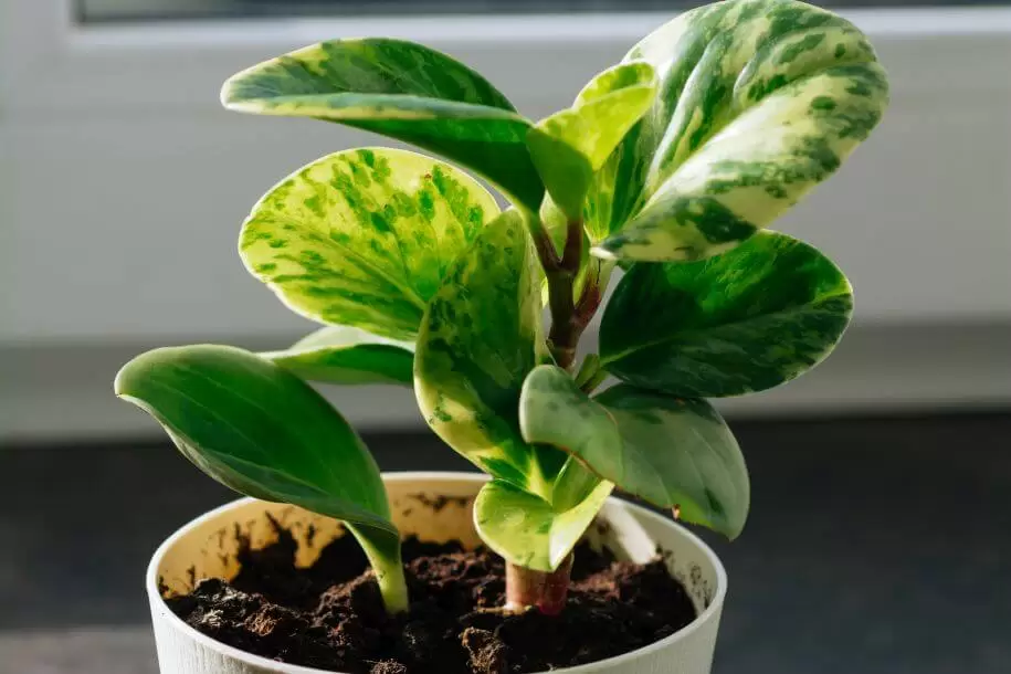 Cuál es el mejor suelo para las plantas de peperomia