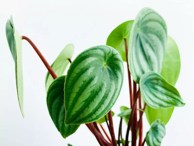 Peperomia - quel genre de plante est-ce ?