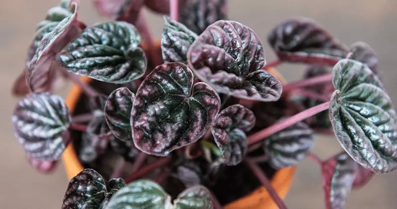 Peperomia - posibles amenazas