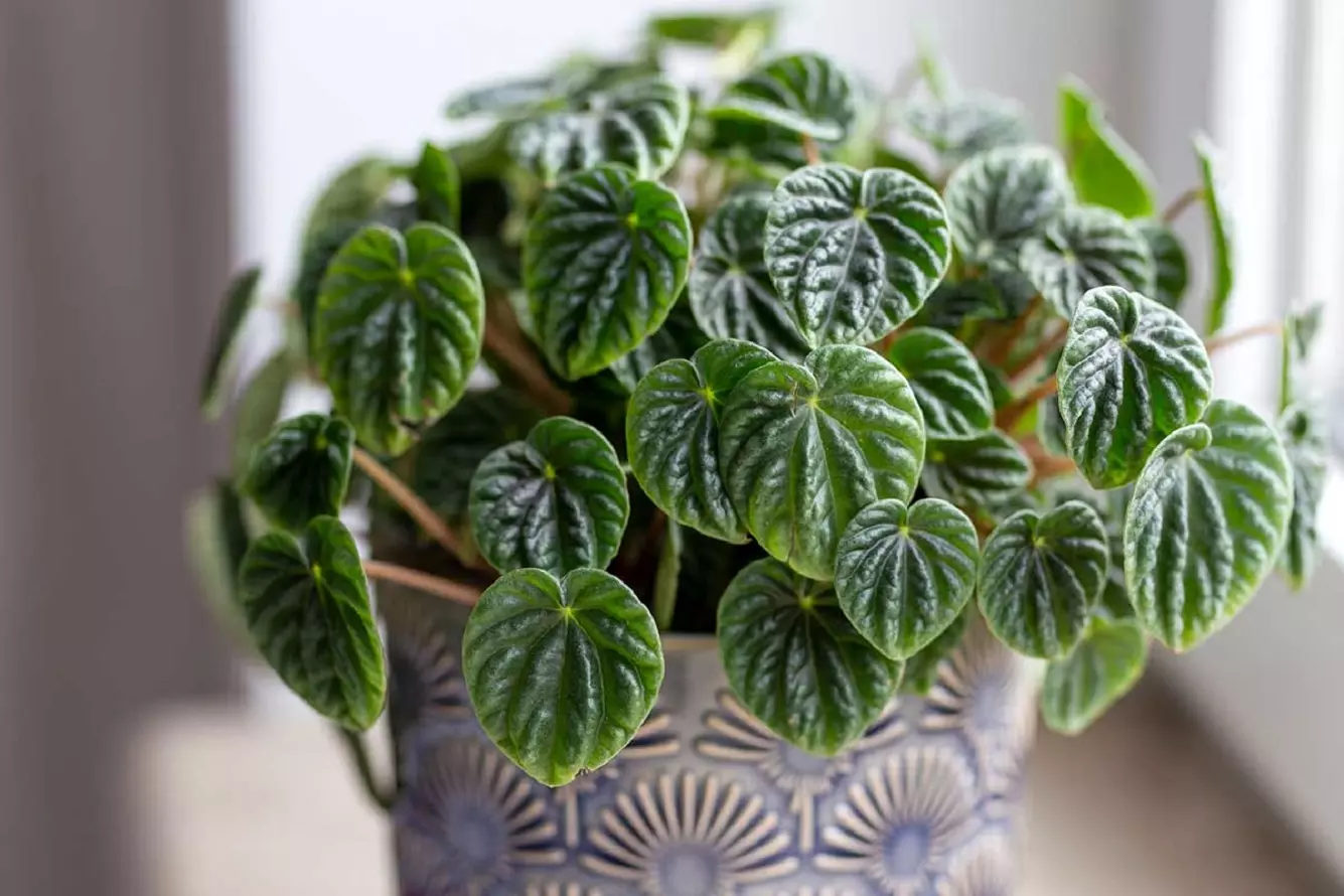 Peperomia Plant - Characteristics, Varieties, Watering, Propagation