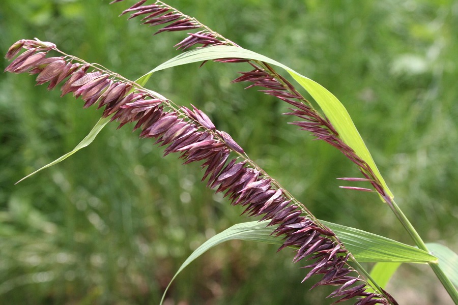 Erba melica siberiana (Melica altissima "Atropurpurea")