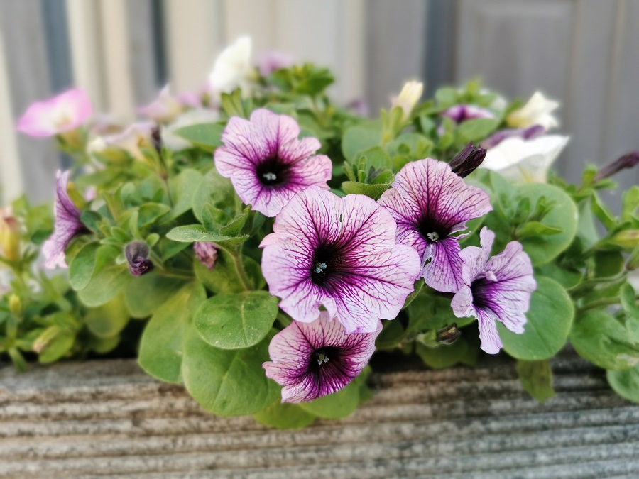 Petunia - da dove viene questa pianta?