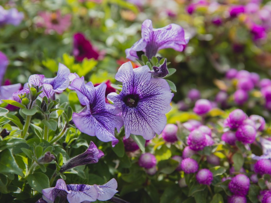 ¿Necesitan las petunias ser alimentadas?