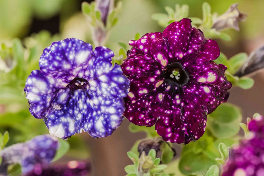 ¿Cuáles son los tipos populares de petunias?