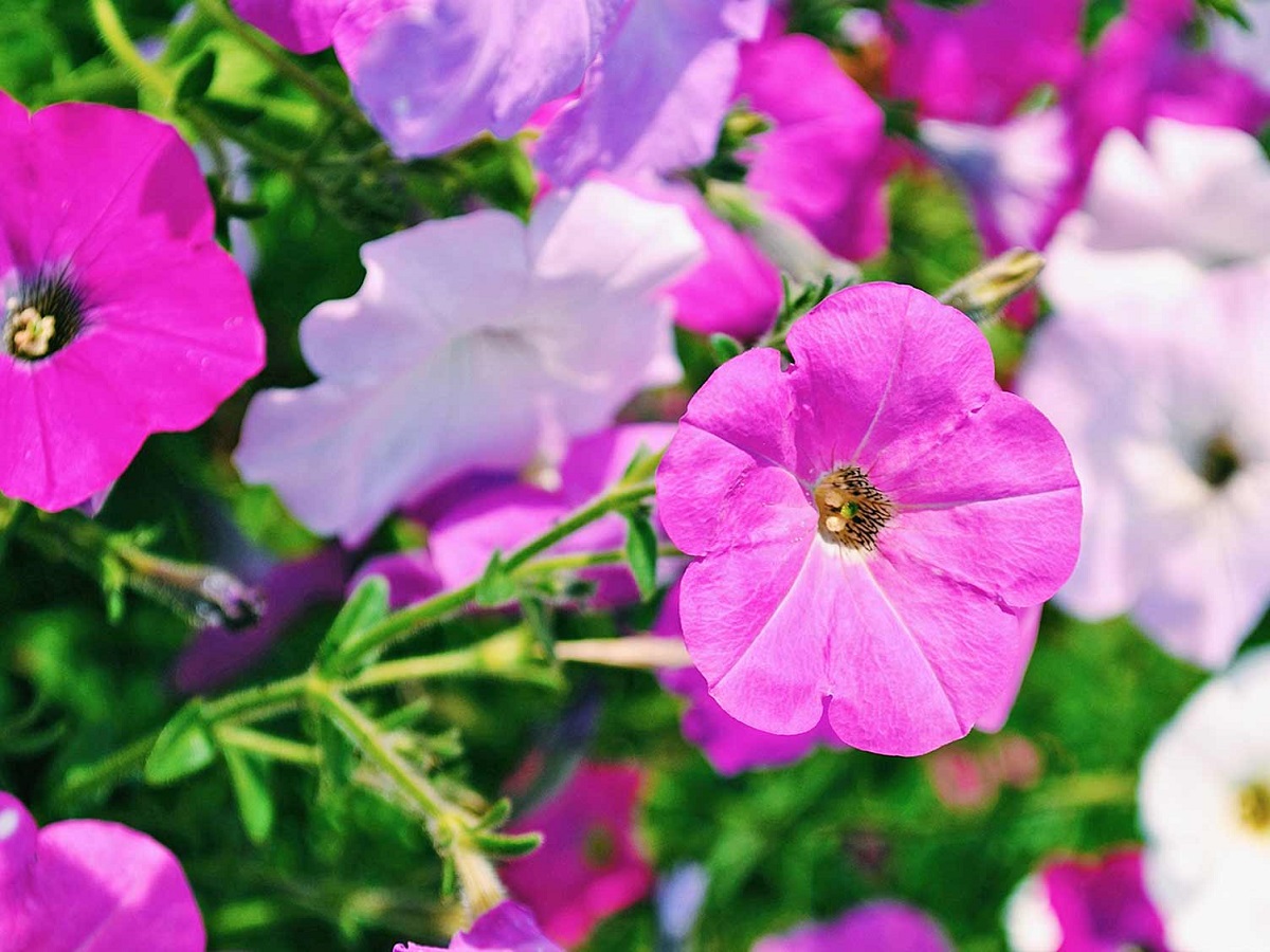 Splendida Pianta di Petunia - Scopri Come Curare le Petunie