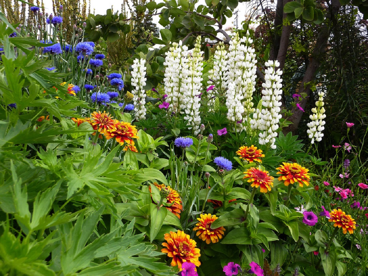 23 Plantes Vivaces à Couper le Souffle que Vous Devriez Planter dans Votre Jardin