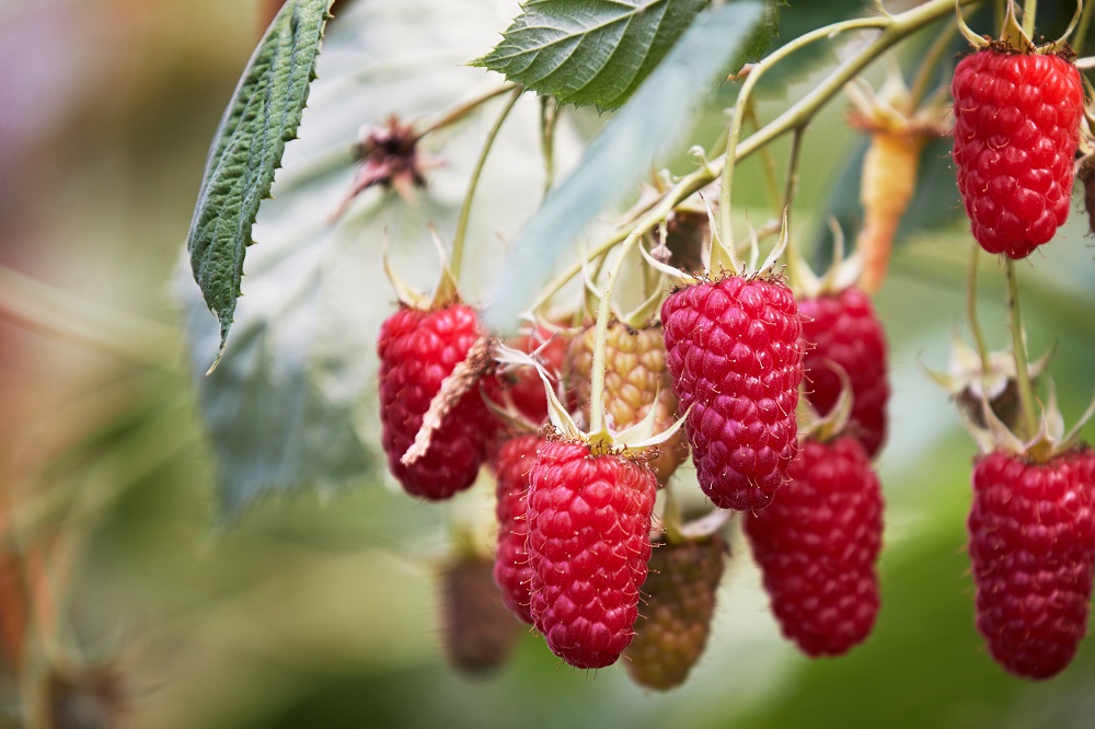 Cultivo de frambuesas: ¿cómo cuidarlas?