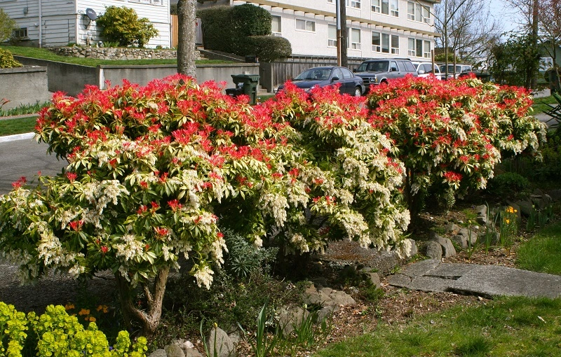 Andromeda giapponese (Pieris japonica)