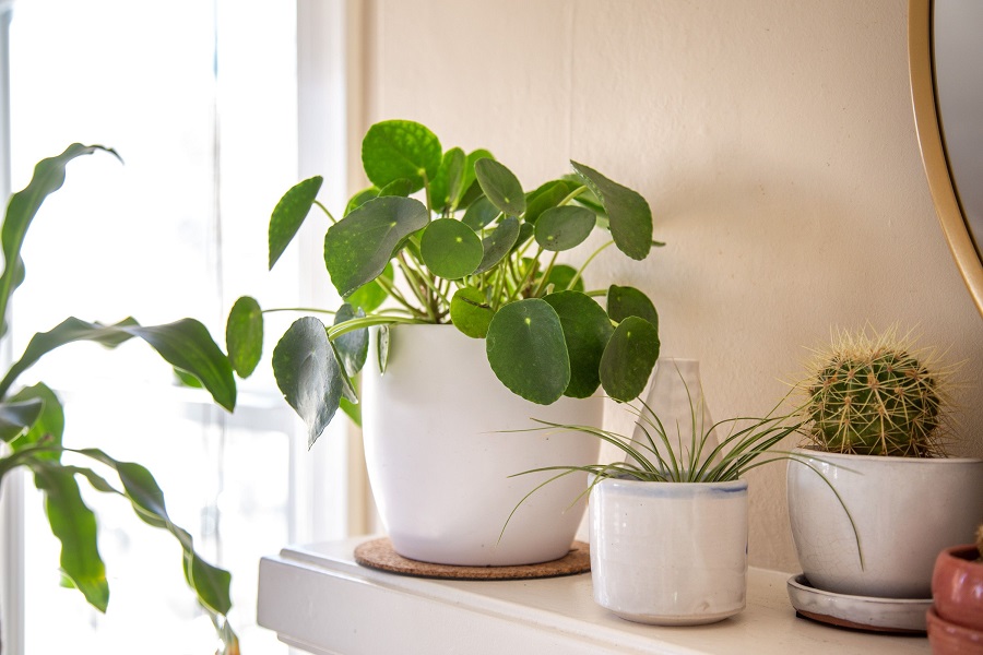 ¿Cuáles son los tipos de plantas de pilea más populares?