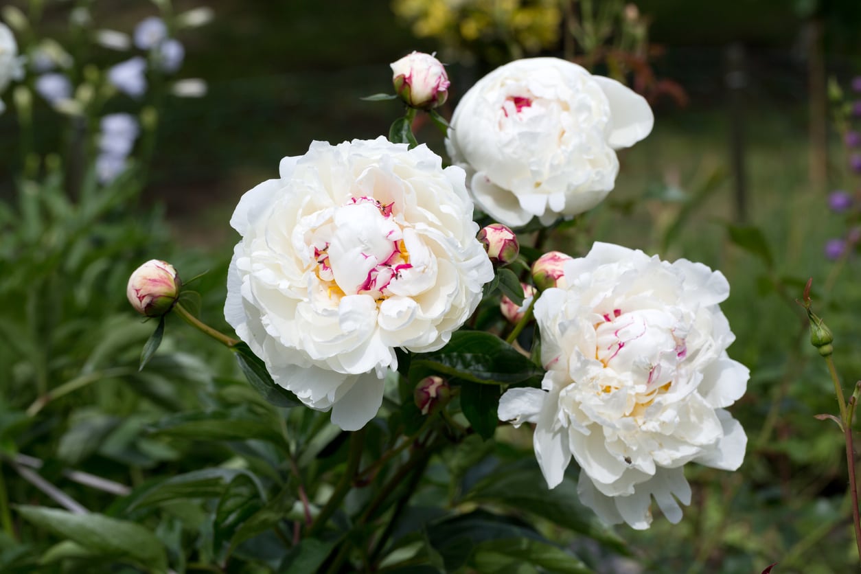 Peonie bianche