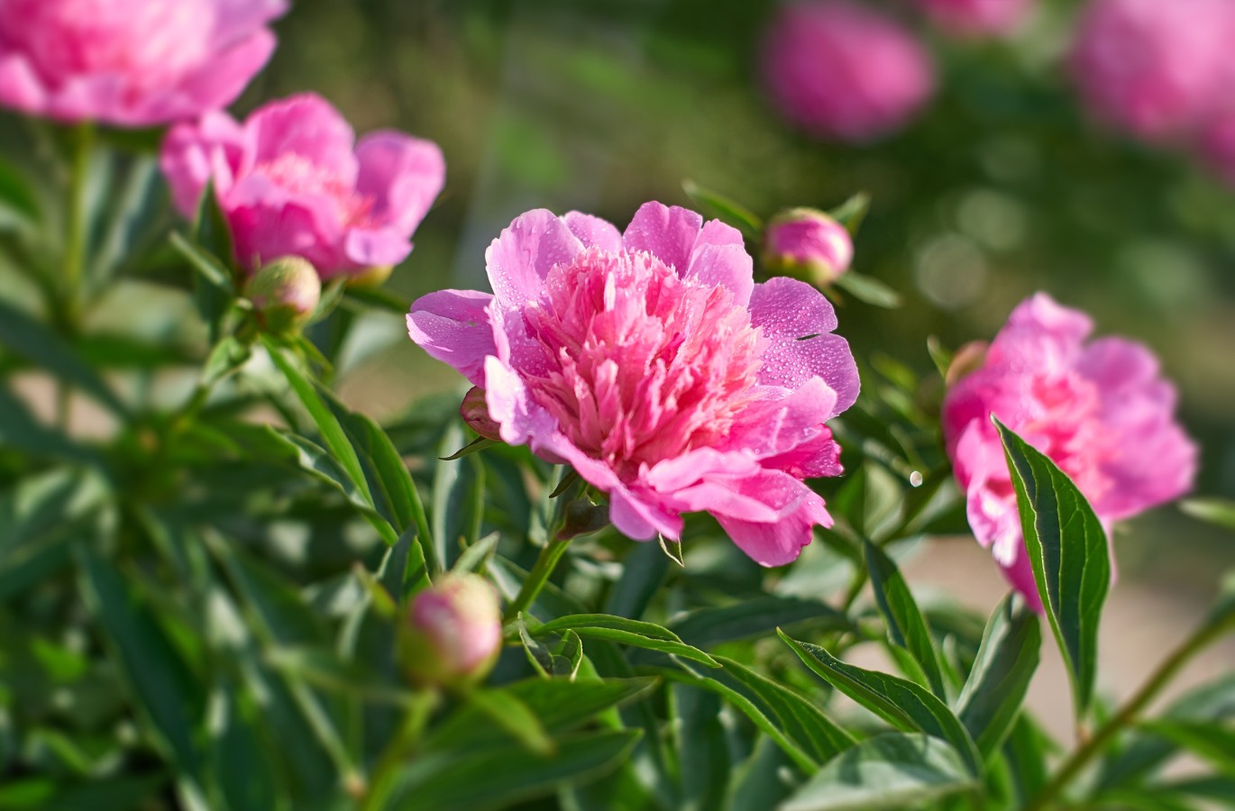 Fiore di Peonia - Scopri Come Coltivare e Curare le Peonie