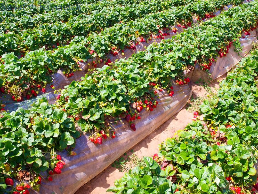 Erdbeerpflanzung - wie weit auseinander pflanzen Sie Erdbeeren?