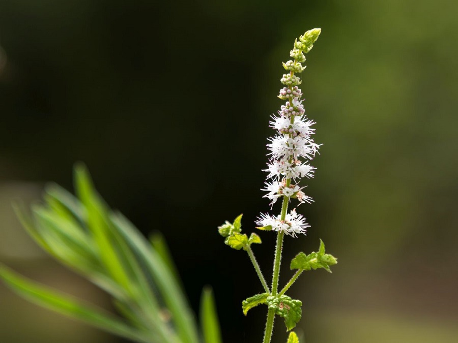 Actée à grappes noires (Actaea racemosa)