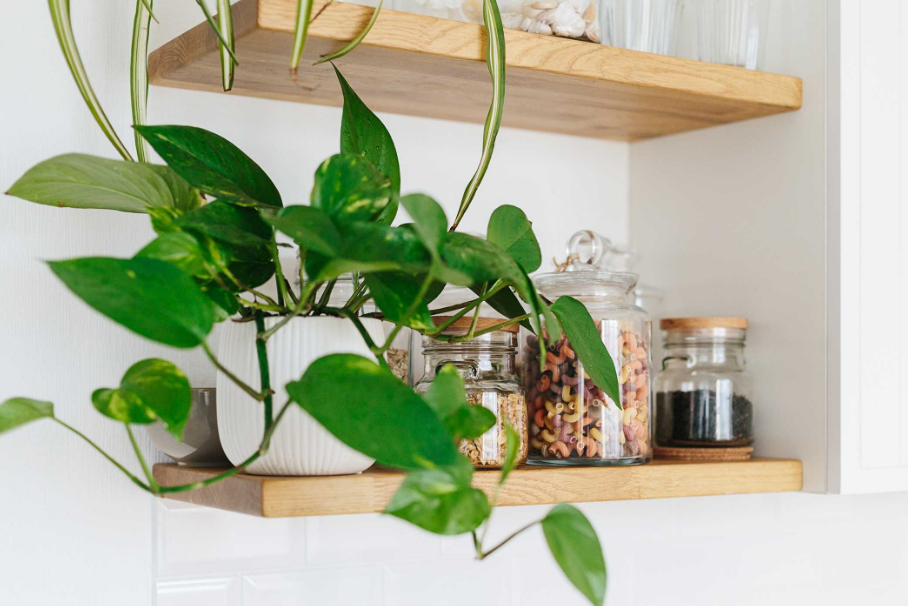 Scindapsus - indoor trailing plant