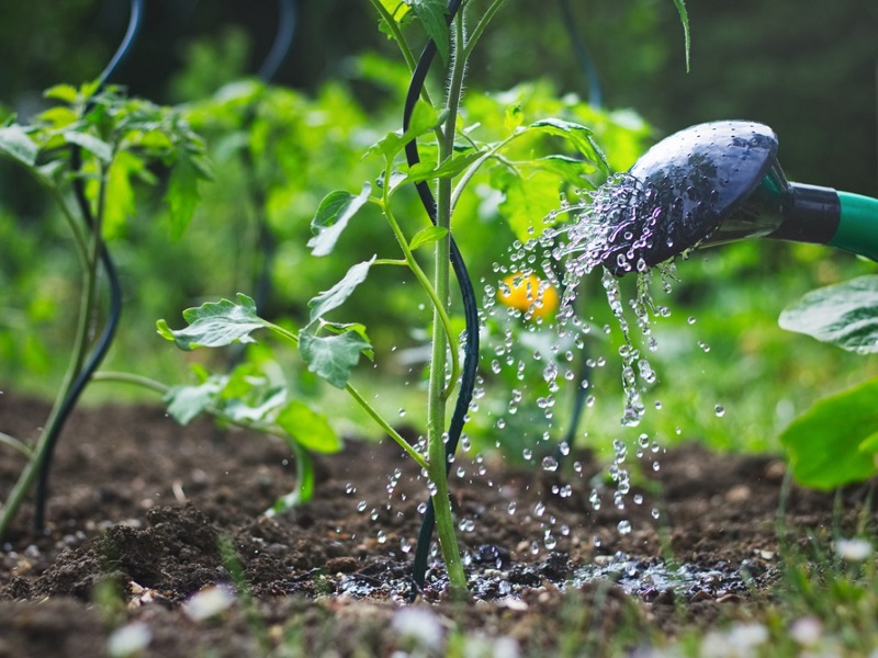 Riego de las tomateras: ¿cómo hacerlo?