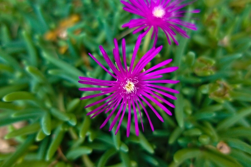 Plante Portulaca - besoins en arrosage