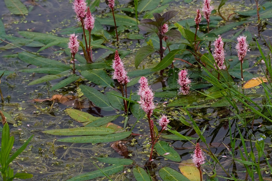 Langwurzeliges Greiskraut (Polygonum amphibium)