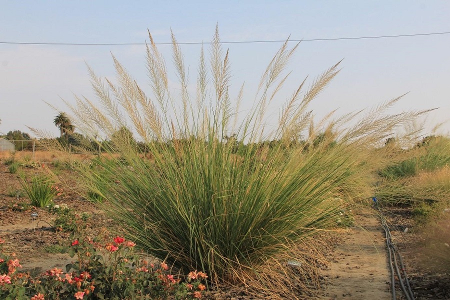 Dropseed (Sporobolus)