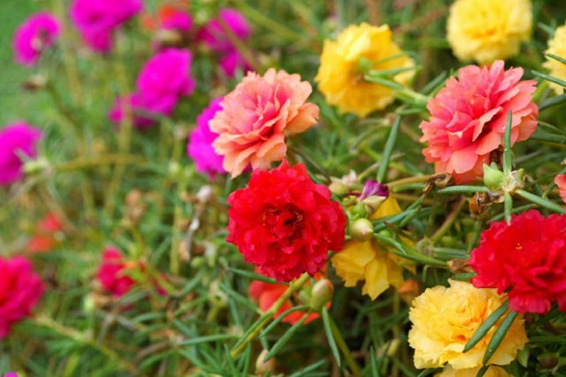 Rosa de musgo (Portulaca grandiflora)