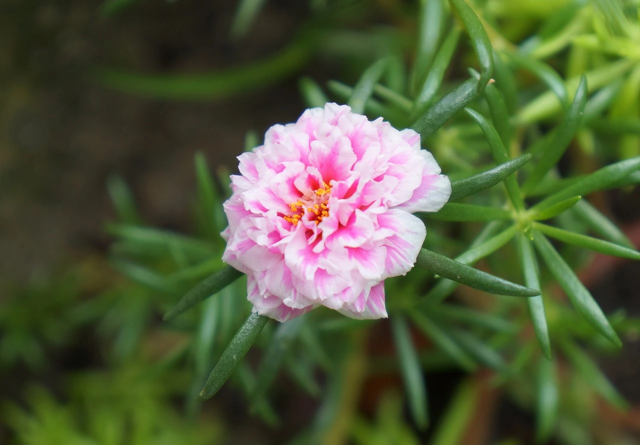 Portulaca Gandiflora - Imparare a Coltivare una Bella Rosa di Muschio