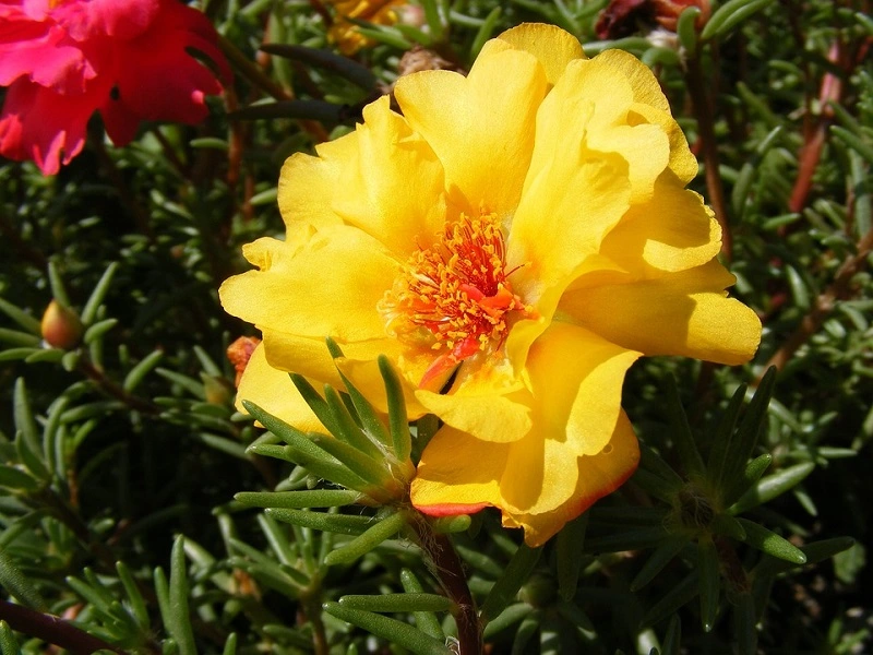 Quelles sont les maladies courantes du portulaca ?