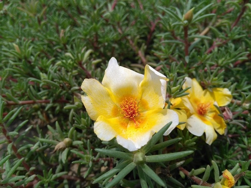 Eating portulaca? A great idea!