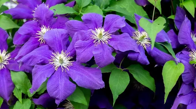 Clematis (Clematis)