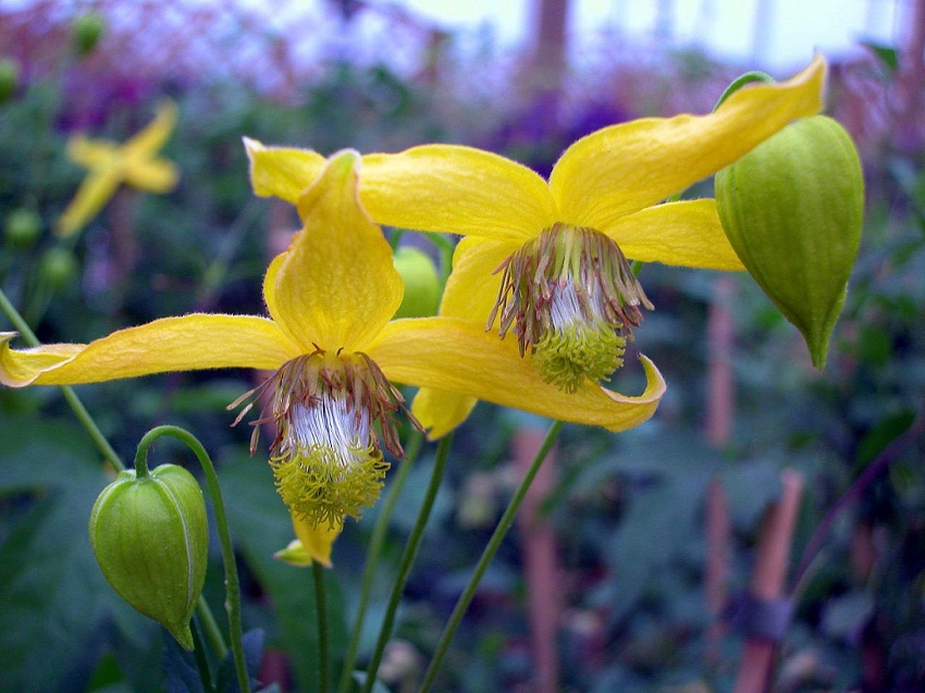 Goldene Clematis Kletterpflanzen für den Balkon