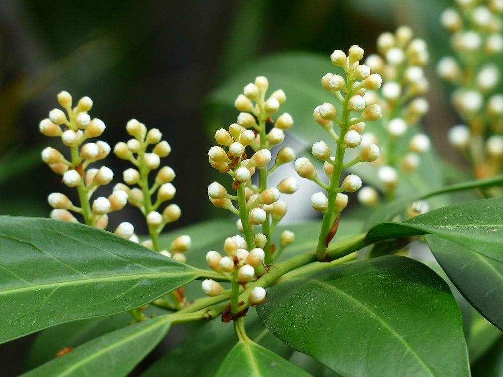 Alloro ciliegio 'Rotundifolia