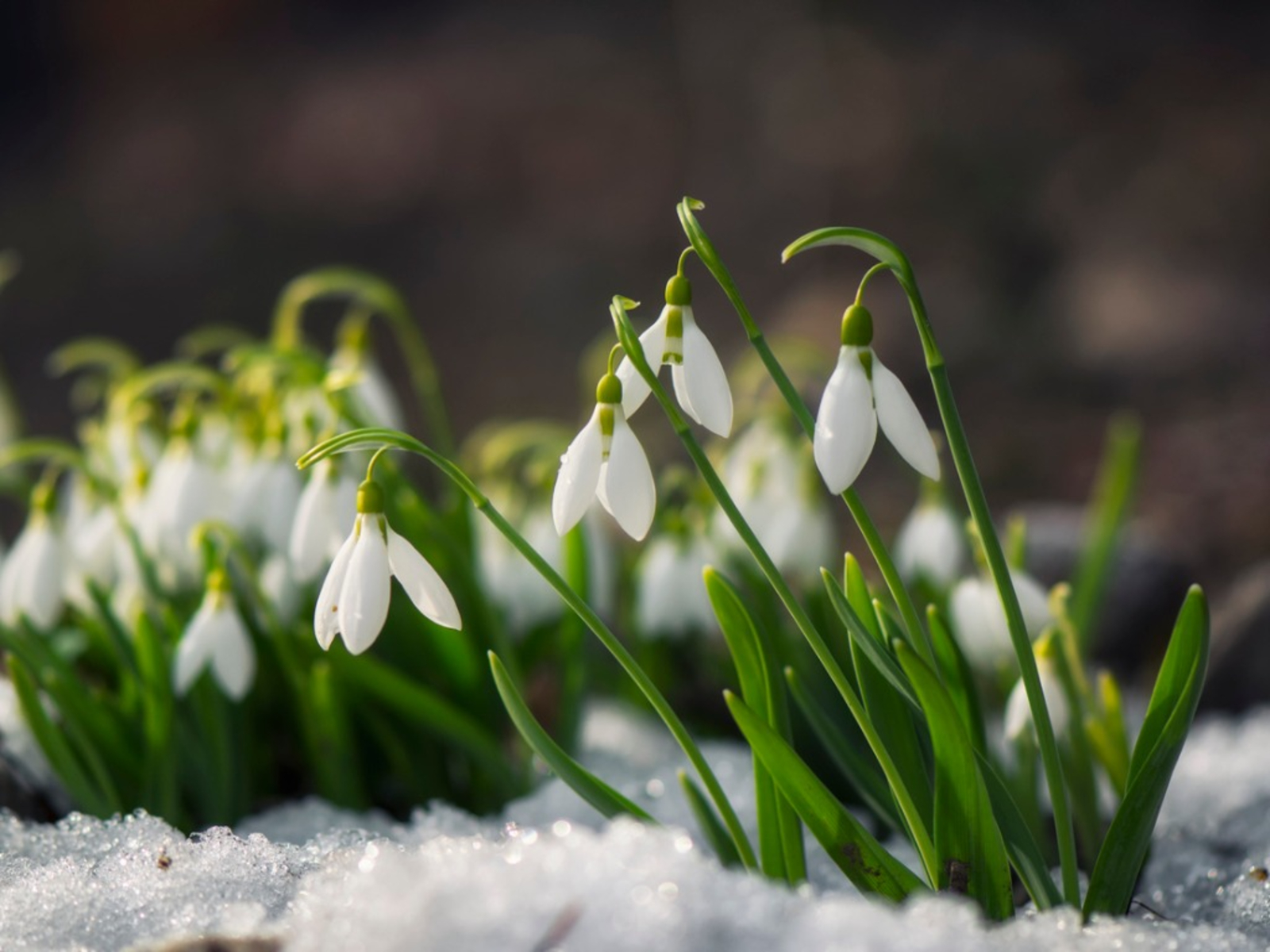 Bucaneve - fiori resistenti all'inizio della primavera