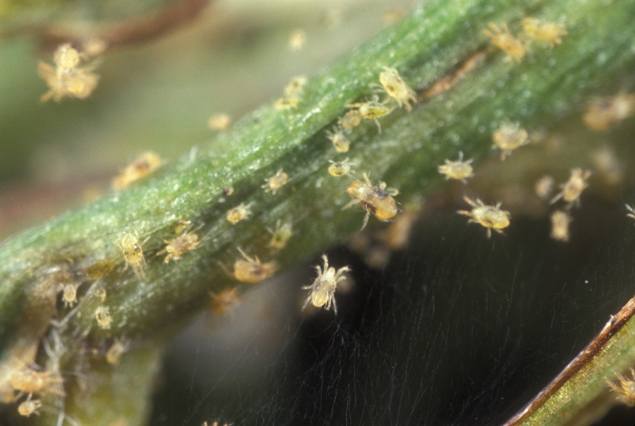 ¿Qué plantas son más propensas a la araña roja?