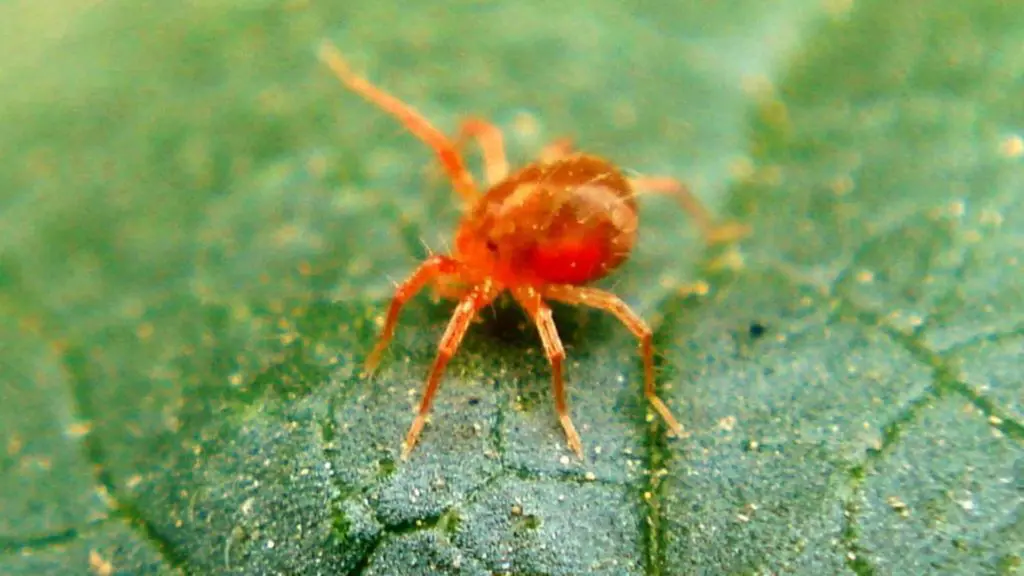 ¿Cómo reconocer las arañas rojas en las plantas?