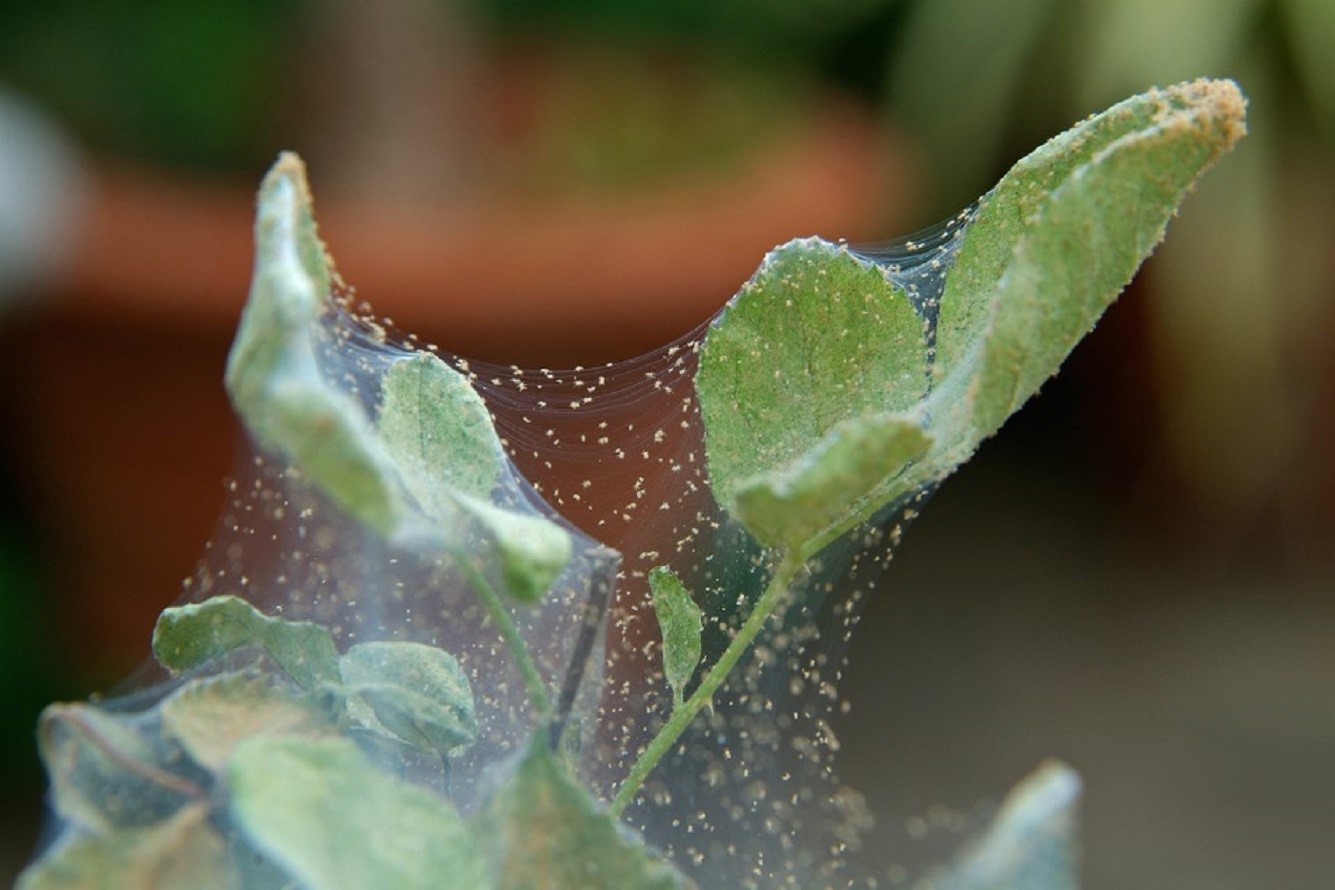 Tétranyques sur les Plantes - 4 Conseils pour se Débarrasser des Tétranyques