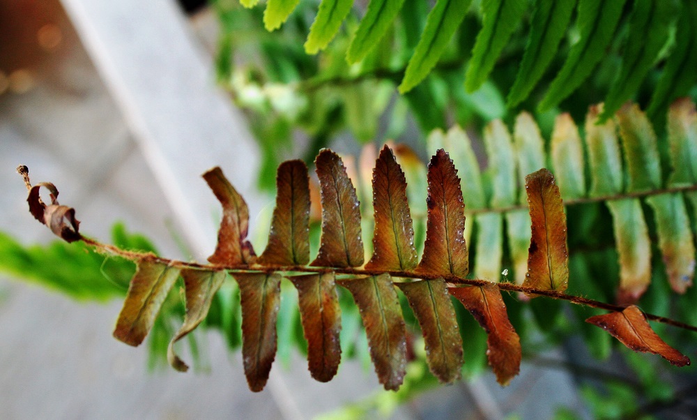 Una planta de helecho que se ha regado en exceso, ¿se puede salvar?