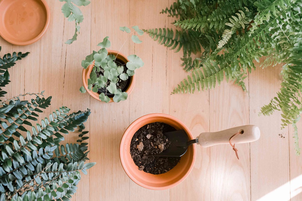 ¿Cómo replantar una planta de helecho?