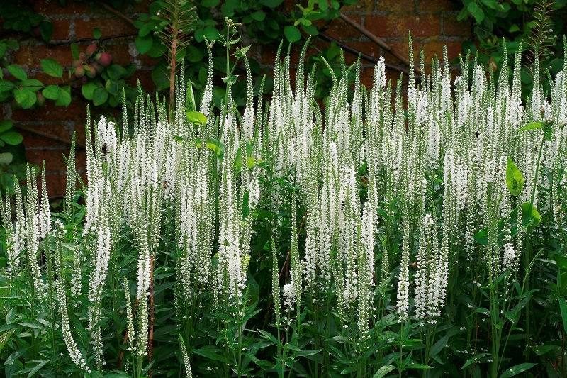 Piante di Veronica - potenziali malattie e parassiti